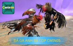 ĐÁ GÀ ANH BA CỌP CWIN05