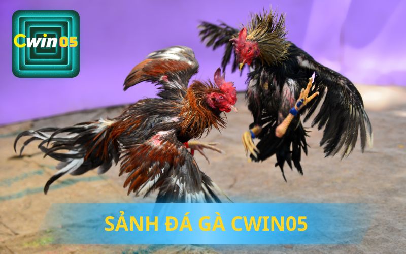 SẢNH ĐÁ GÀ CWIN05